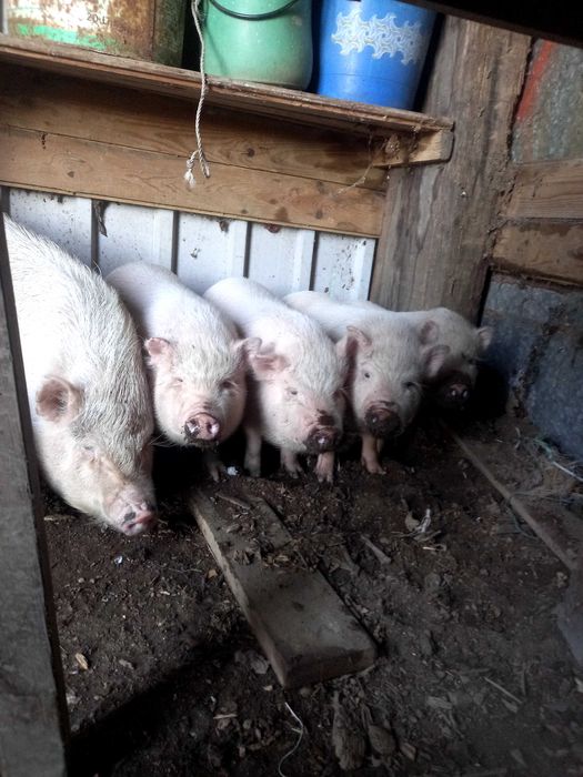 Porquinhos anões brancos mae e filhos