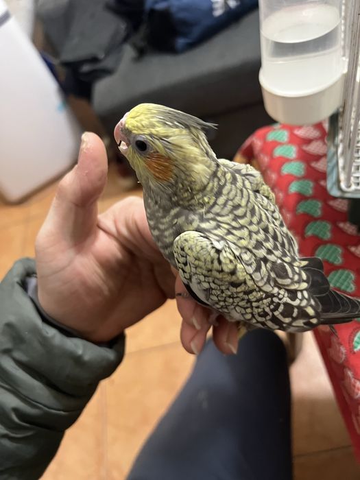 Caturras para acabar de criar a mao