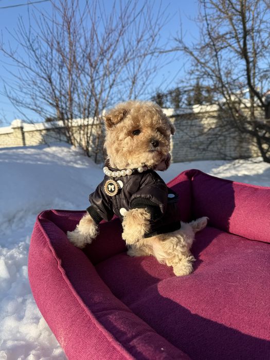 Шикарні красиві цуценятаа