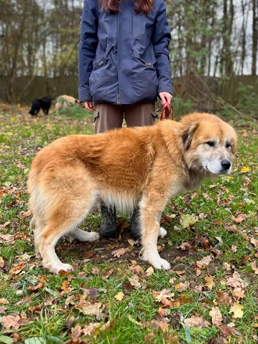 Piękny mix kaukaza do adopcji!