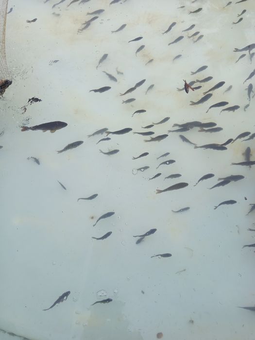 Ryby ozdobne, ryby do oczek, karaś ozdony