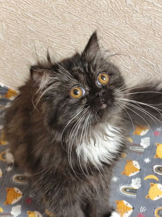 Кошечка - Домовёнок