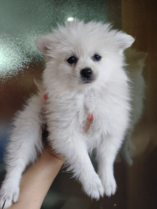 Spitz alemão  menina