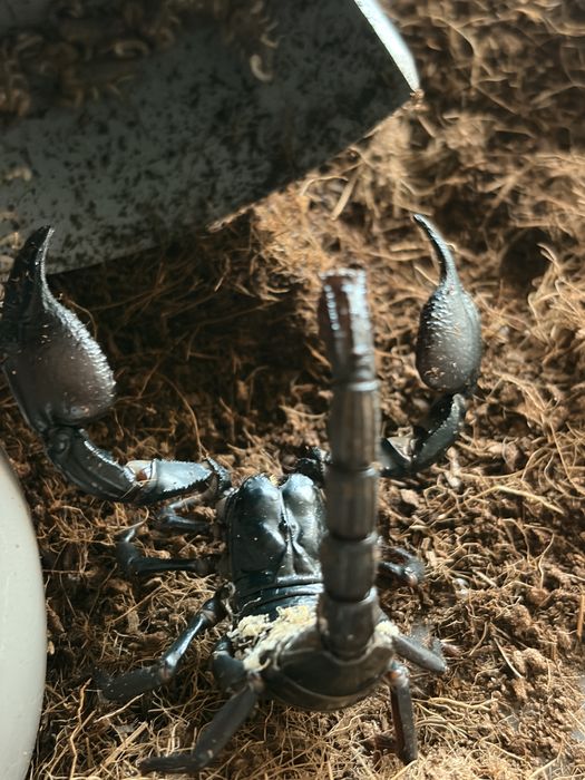 Javanometrus cyaneus – młode z własnego rozrodu
