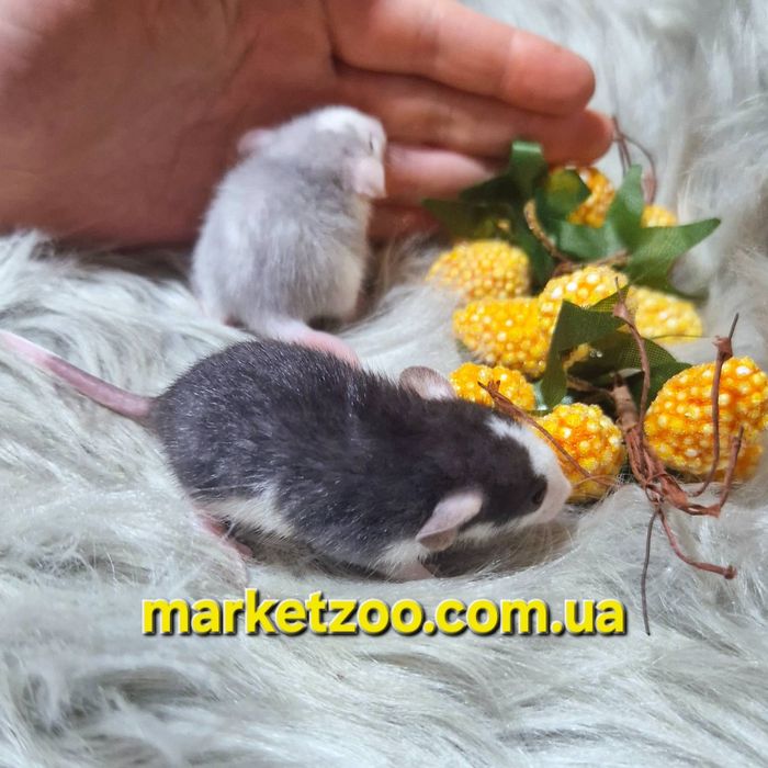 Ексклюзивні Дамбо щурики – рідкісні окраси "Блакитний Хаскі" та "Хаск