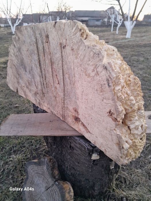 Великий зріз капа кленового для творчих робіт