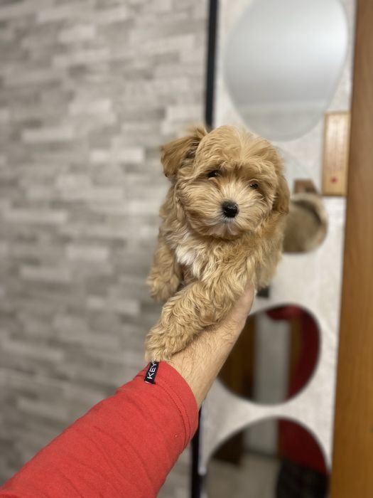 Гарненькі цуценята мальтіпу (мальтипу)