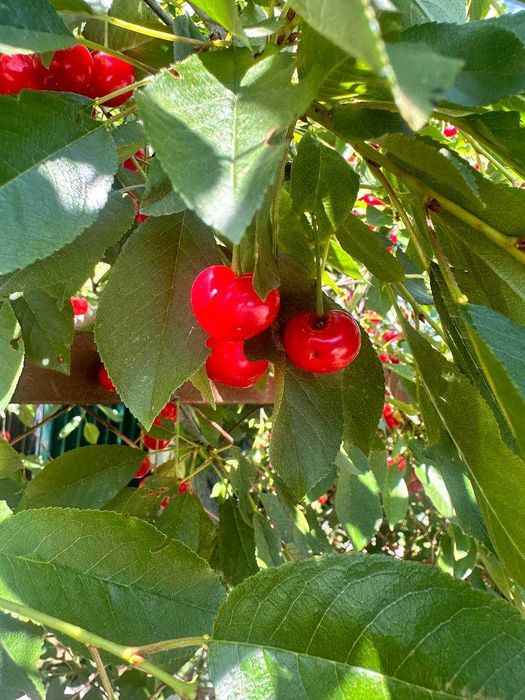 Продам дачу Чаплі, СТ Шиянка