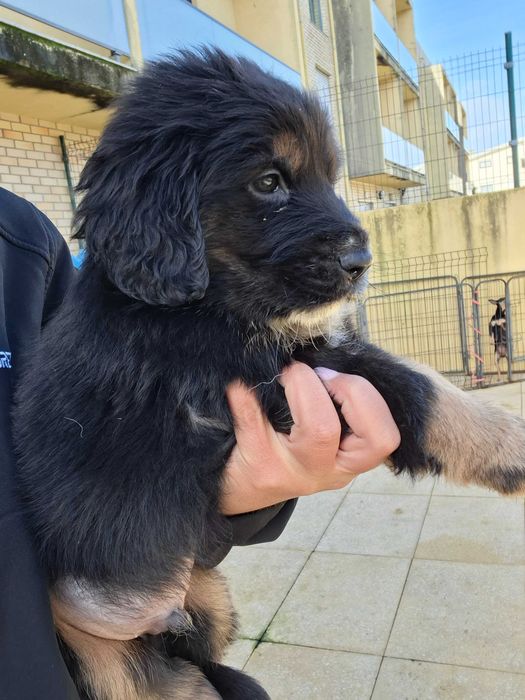 Pastor alemao × cocker spaniel Póvoa De Varzim, Beiriz E Argivai • OLX.pt