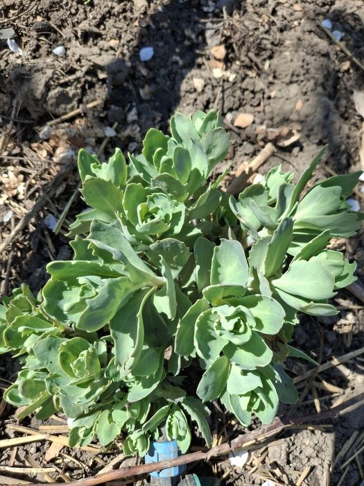 Очиток, розовые цветы,  со своего полисадника