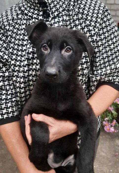 Німецька вівчарка