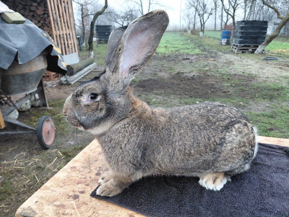 Krolik Belg olbrzym