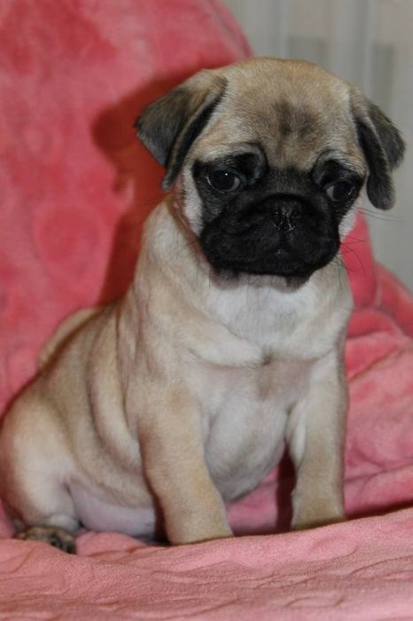 Бомбезні мопсики