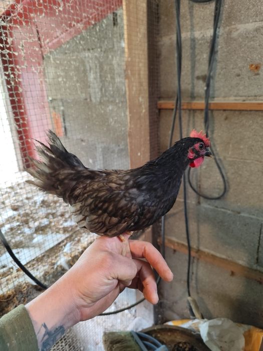 Ovos serama e gahmong