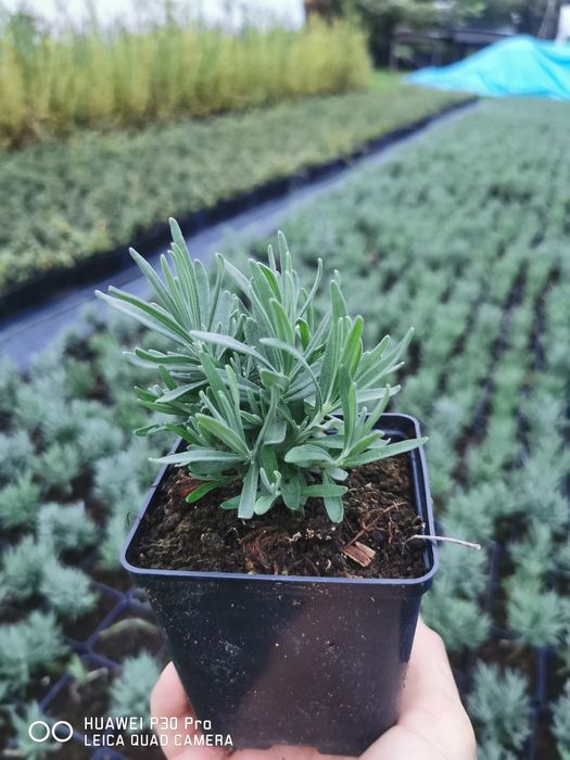 Lawenda Hidcote Blue doniczka p9 i z gruntu 6zł