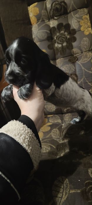 Suczka Cocker spaniel angielski