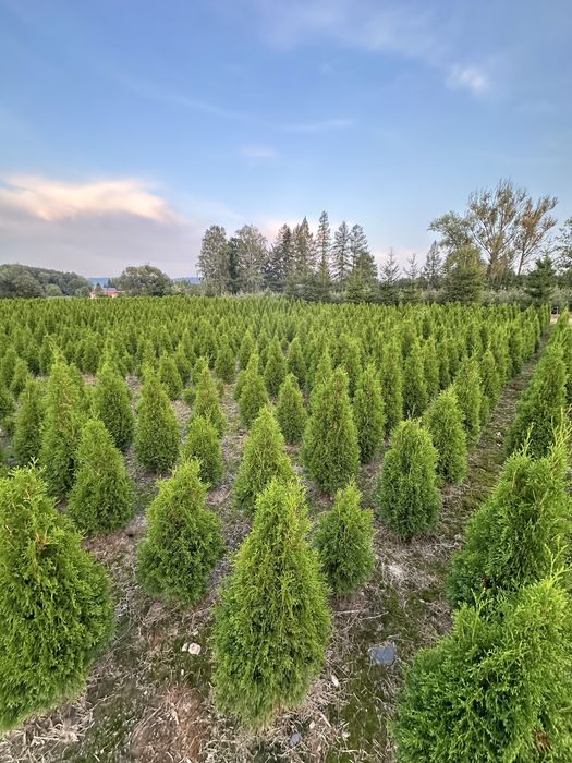 Tuja szmaragd sadzenie ogrodzenie transport żywopłot