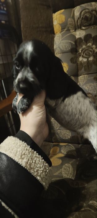 Suczka Cocker spaniel angielski