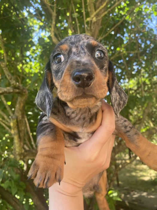 Кроличья такса Такса мини