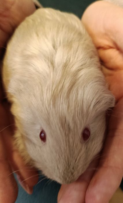 Świnka morska samiczka