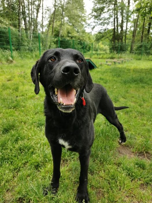 Astor-czeka na dom..