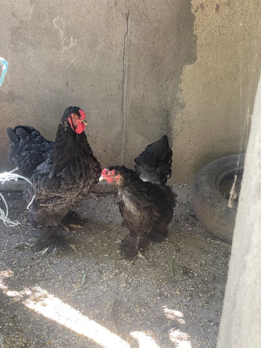 Casal de brahmas