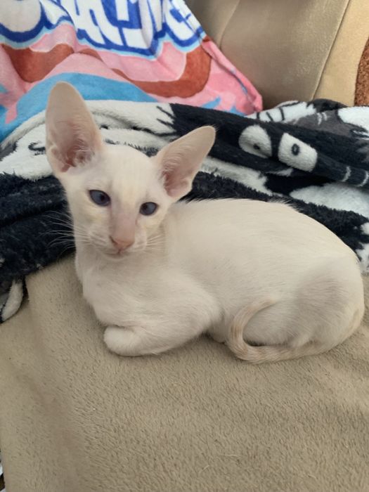 Ориентальный мальчик