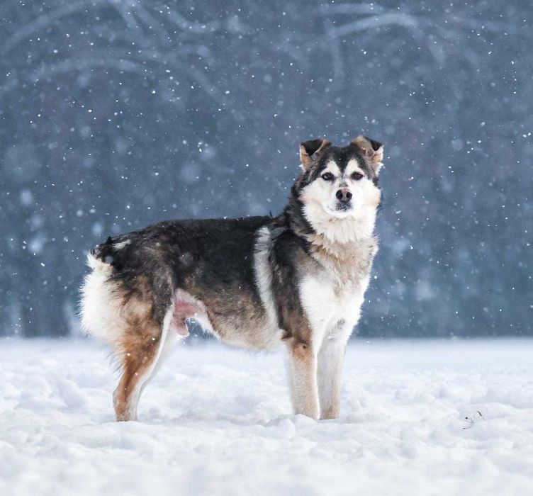 Łagodny Kordian - podaruj mu dom!