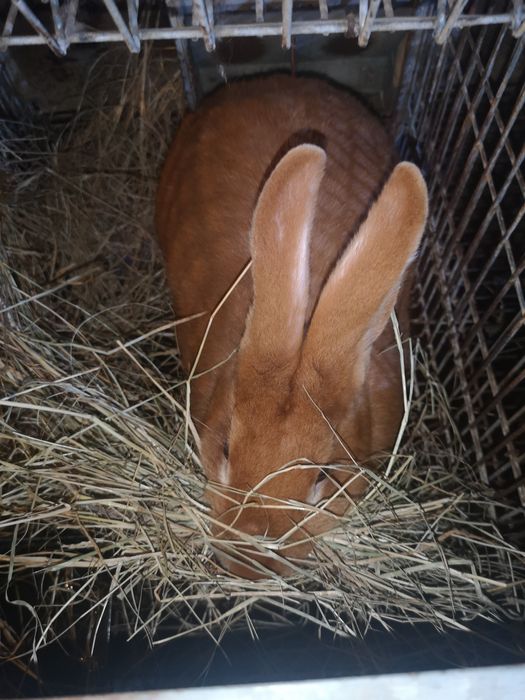 Coelhos várias raças gigantes e anões vacinados