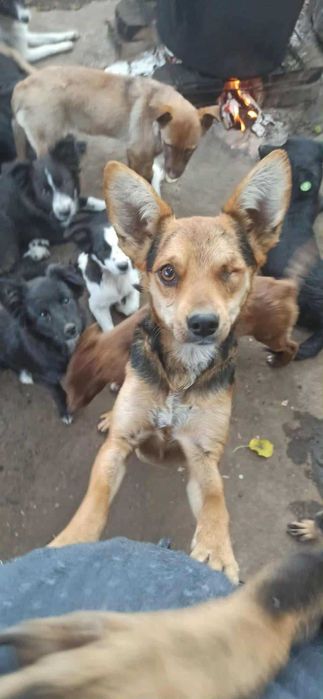 Podaruj dom psiakowi bez oka Adoptuj