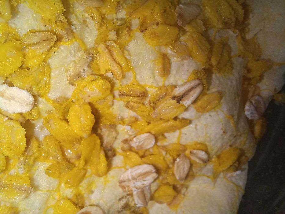 Physarum polycephalum, Badhamia polycephala - śluzowiec Day Walker