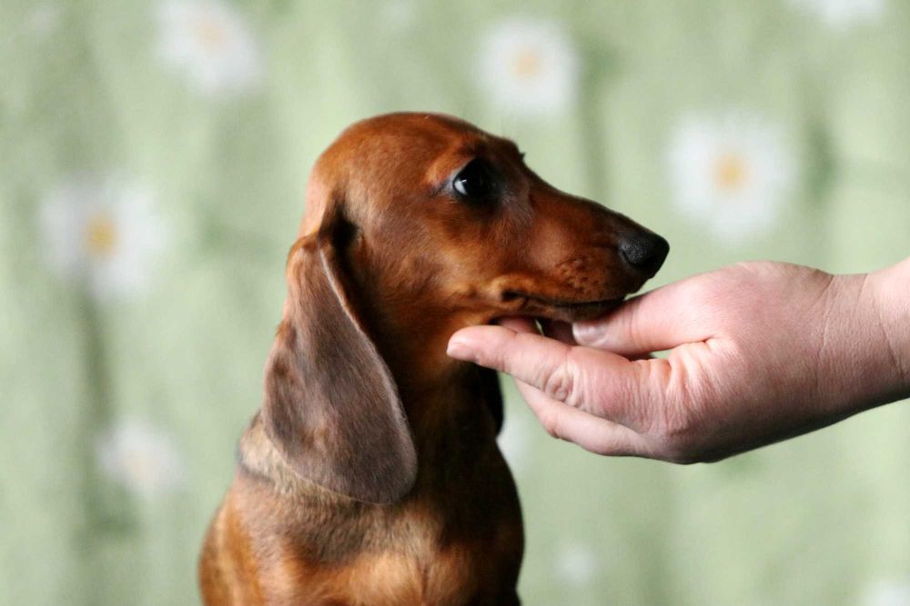 Jamnik króliczy krótkowłosy ZKwP/FCI śliczna ANACHITTA