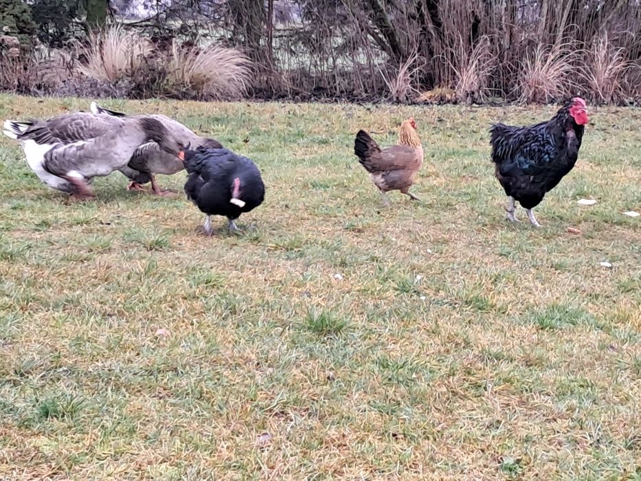 Kury australorp i zielononóżka,  Kogut australorp i mix A. x Wyandotte