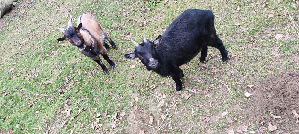 Kozy miniaturki 2 sztuki