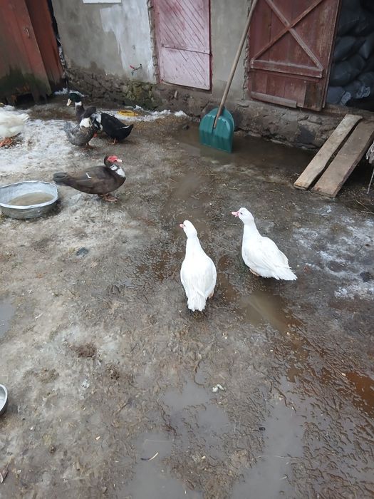 Продам гуси и качки