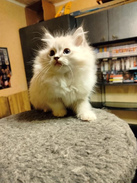 Ragdoll kocurek z rodowodem FPL