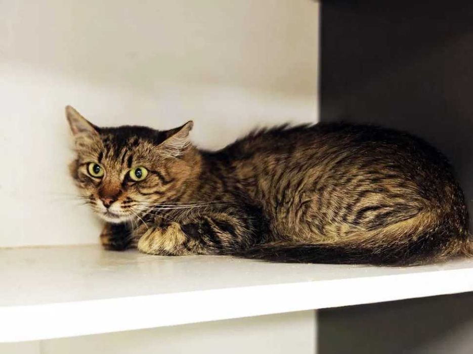 Дуже ніжна киця, кішка, кішечка Рися – у пошуках домівки!