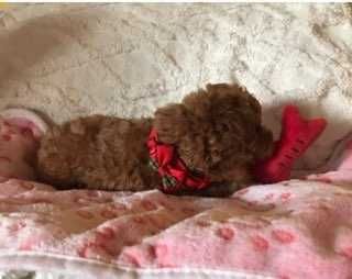Pudel toy red  suczka