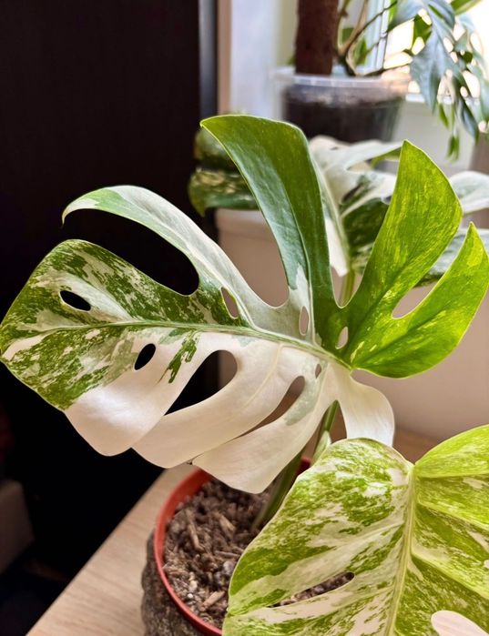 Monstera variegata