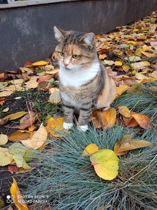 Кішка Маруся шукає родину