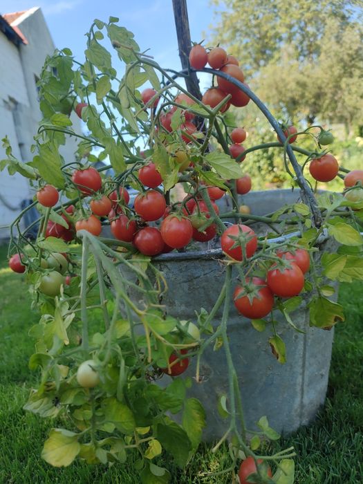 Розсада томатів для вирощування у кашпо та балконних горщиках