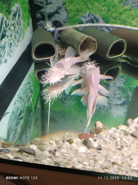 Ancistrus L144 snow white,
