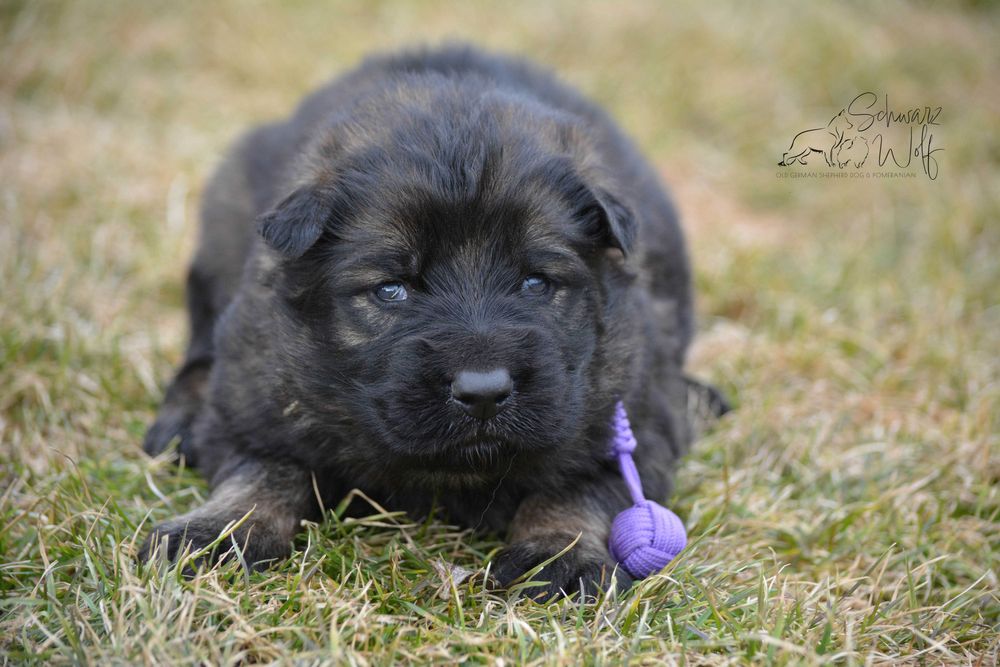 Owczarek staroniemiecki dziewczynka wilczasta