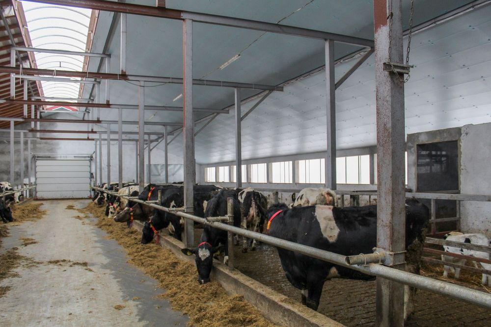 Podbitka Podsufitka Termo Izolacja Ocieplenie Obory STYRODUR XPS AGRO