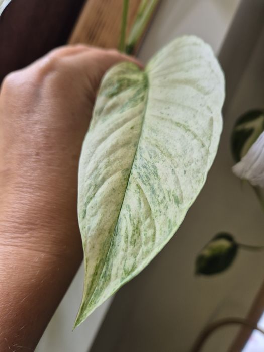 Monstera Laniata Mint