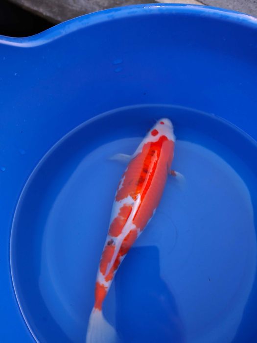 Carpas koi variadas
