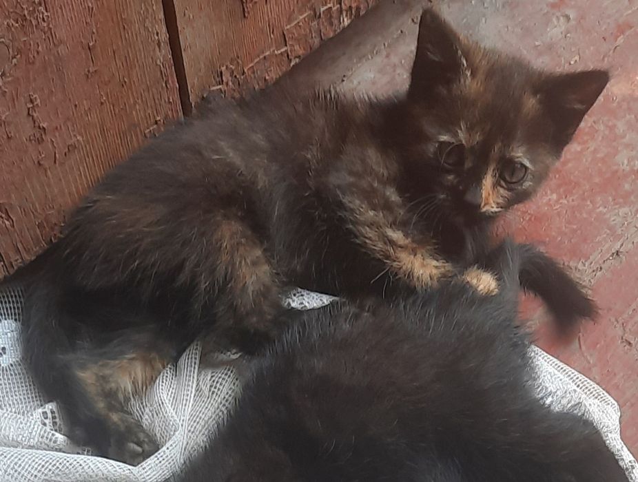 Віддам кошенят в добрі руки безкоштовно,