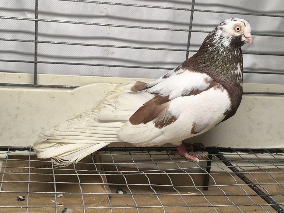 Gołębie zamojskie czerwono rabe, zmienniaki