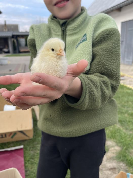 Продаю курчат ціна договірна