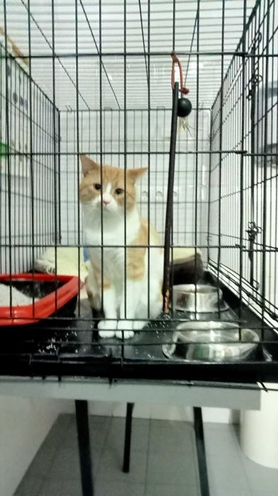 Gatinhos abandonados para adoção